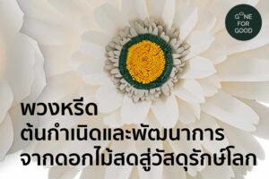 พวงหรีด ต้นกำเนิดและพัฒนาการ จากดอกไม้สดสู่วัสดุรักษ์โลก